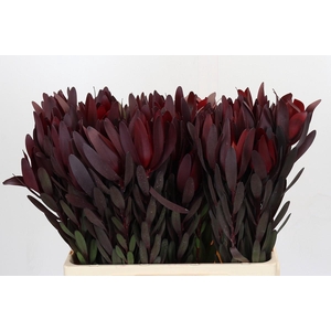 Leucadendron Saf Sunset Magenta