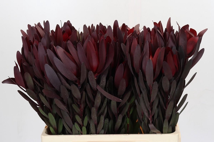 <h4>Leucadendron Saf Sunset Magenta</h4>