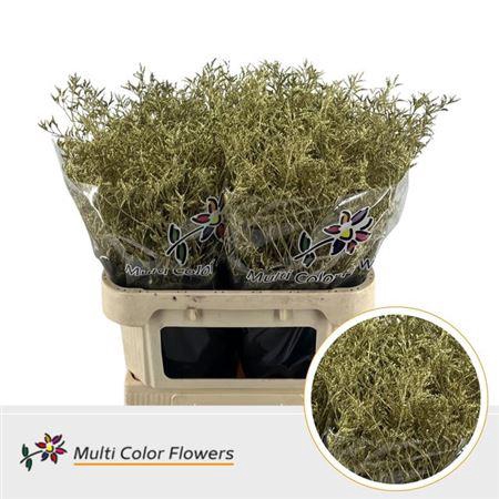 <h4>Lim Ov Klb H% Goud</h4>