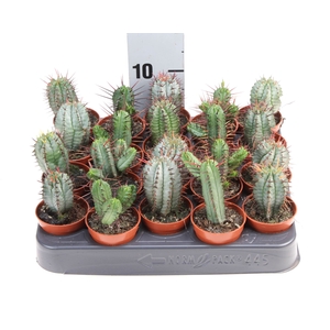 Euphorbia   ...mix