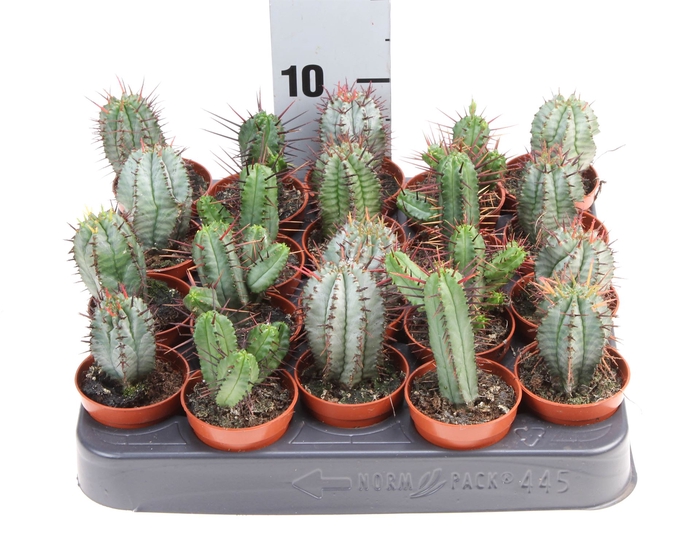 <h4>Euphorbia   ...mix</h4>