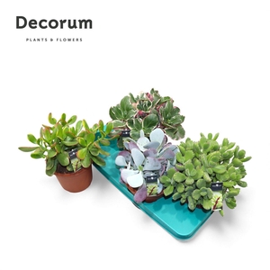 Succulenten Mix (4spc.) (decorum)