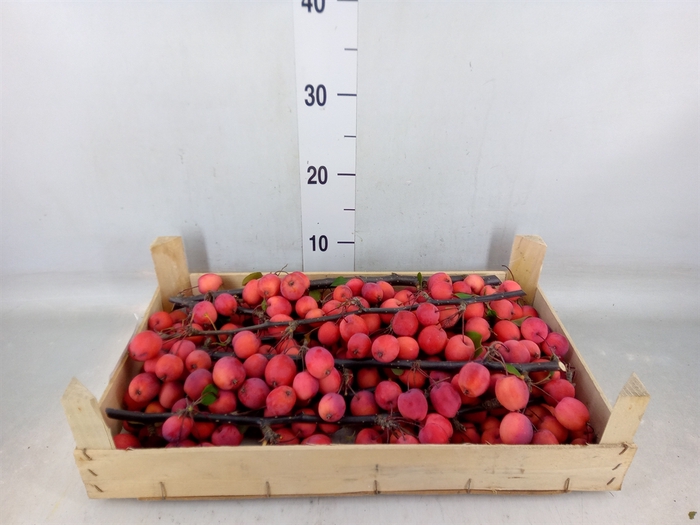 <h4>Malus   .../bak</h4>