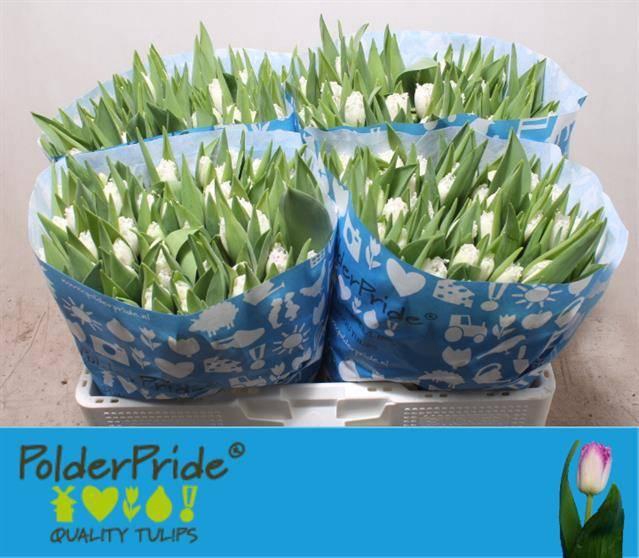 <h4>TU FR NEGLIGE</h4>