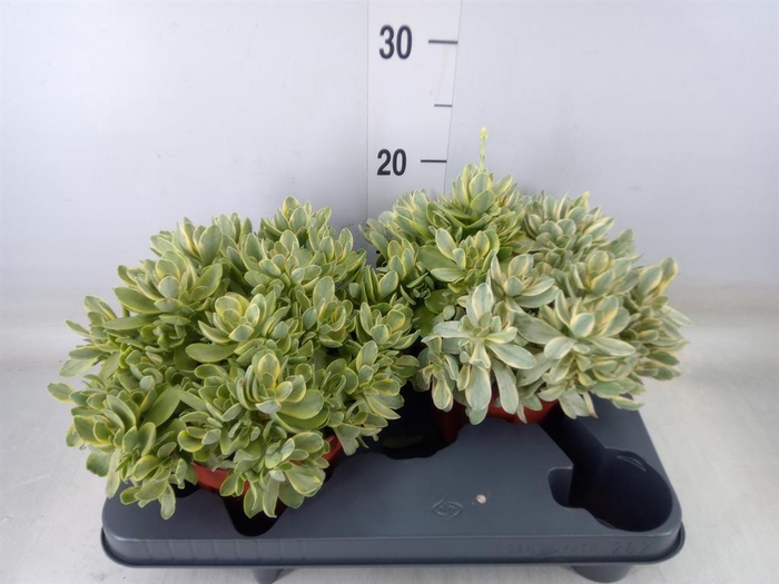 <h4>Crassula   ...</h4>