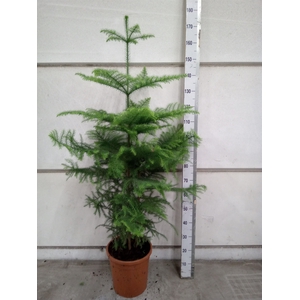 Araucaria heterophylla