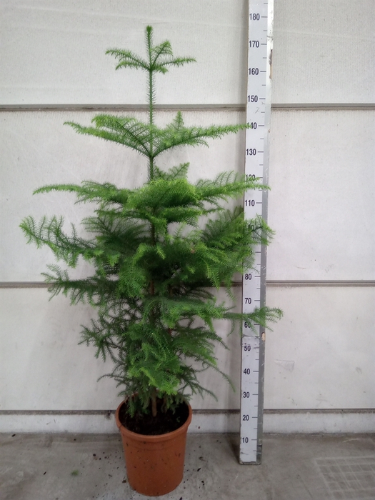 <h4>Araucaria heterophylla</h4>