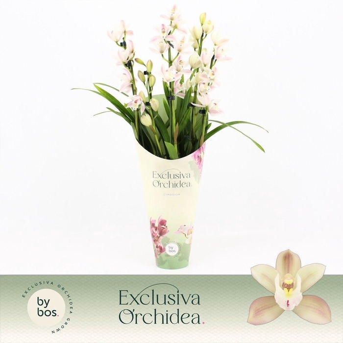 <h4>Cymbidium, Yuki 5-spike 'Exclusiva Orchidea' Potcover</h4>