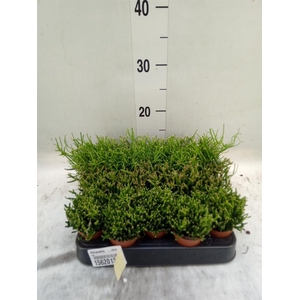 Rhipsalis   ...mix
