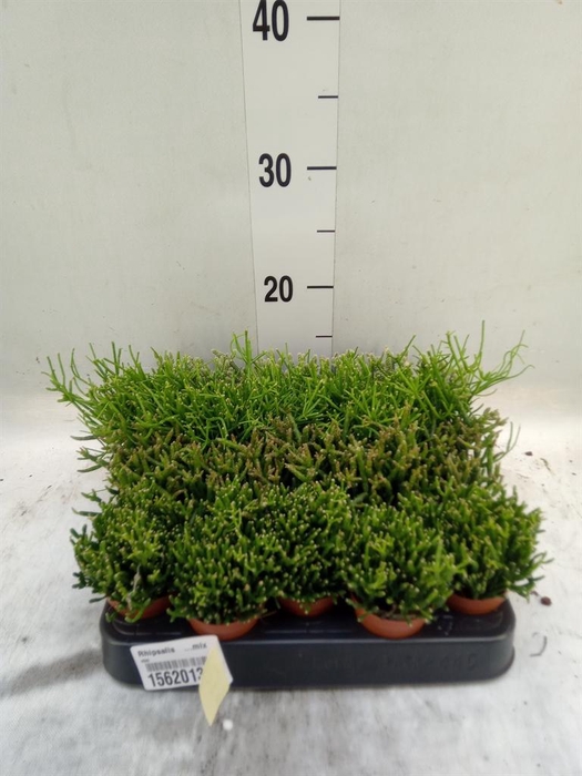 <h4>Rhipsalis ...mix</h4>