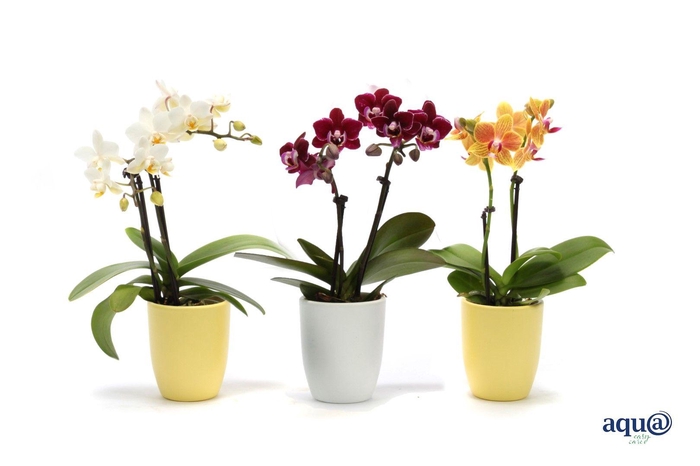 <h4>Hugo Citrus/White Tiny Dolls Mix 2T10+ Aqu@</h4>