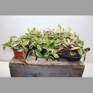 Hoya Ov