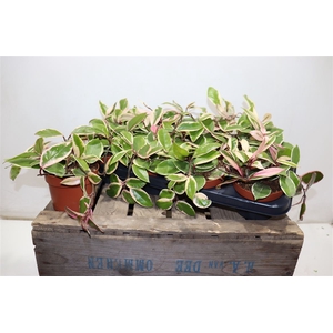 Hoya Ov