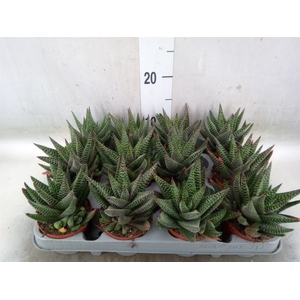 xGasterhaworthia  'Royal Highness'