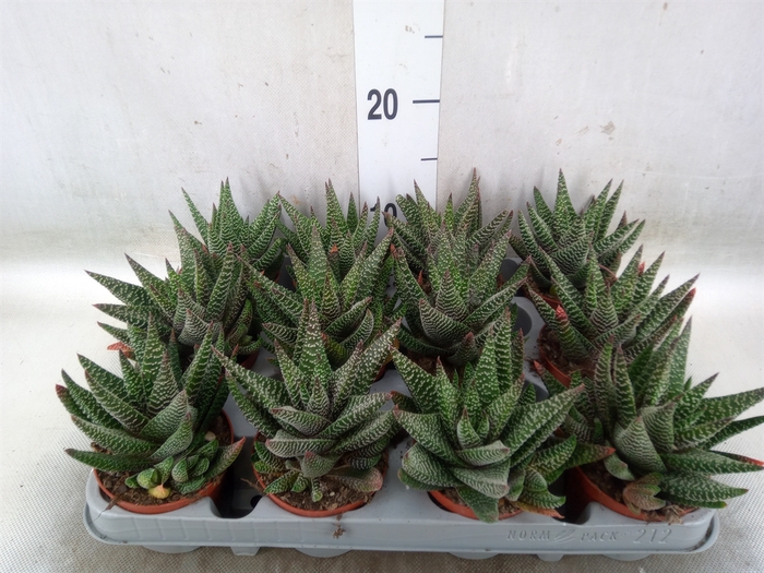 <h4>xGasterhaworthia  'Royal Highness'</h4>