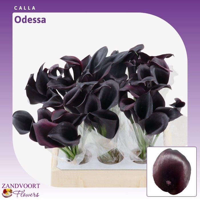 <h4>Calla Odessa</h4>