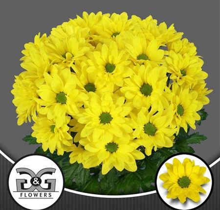 <h4>Chrysanthemum (Indicum Grp) grappe Dicha</h4>