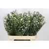 Aster Paquita