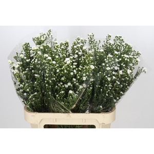 Aster Paquita