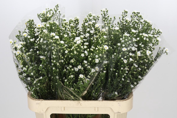 <h4>Aster Paquita</h4>