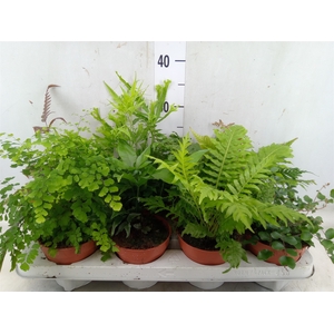 Ferns   ...mix