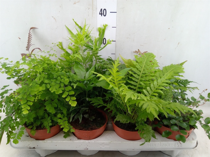 <h4>Ferns   ...mix</h4>