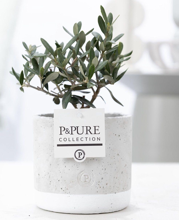 <h4>Olea Europaea in P&PURE Jade ceramics</h4>
