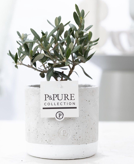 <h4>Olea Europaea in P&PURE Jade ceramics</h4>