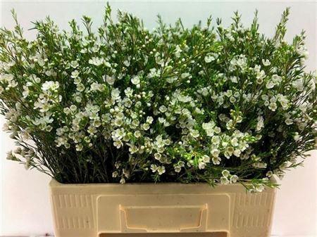 <h4>Chame Un Luna</h4>