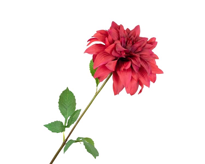 Dahlia Red Extra