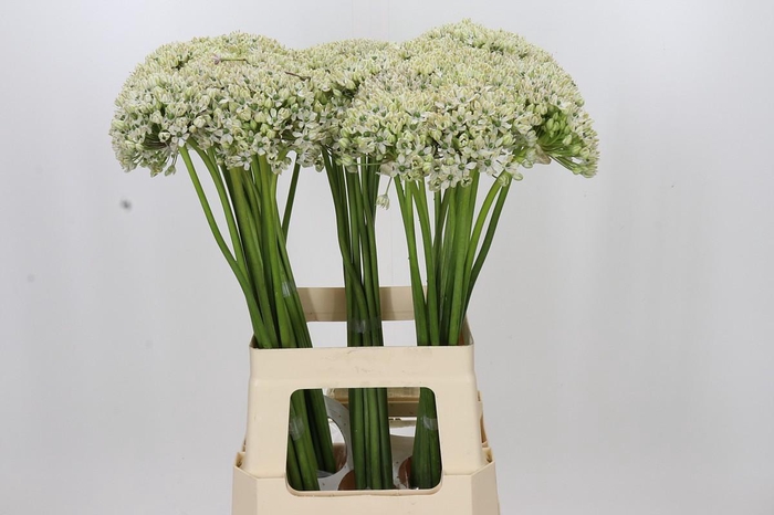 <h4>Allium Nigrum</h4>