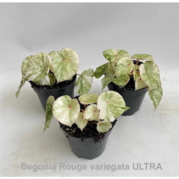 <h4>Begonia Rouge variegata ULTRA 12cm [B. conchifolia] *NEW*</h4>