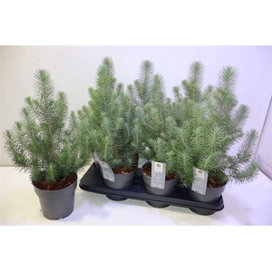 arr8 Pinus Silver Crest