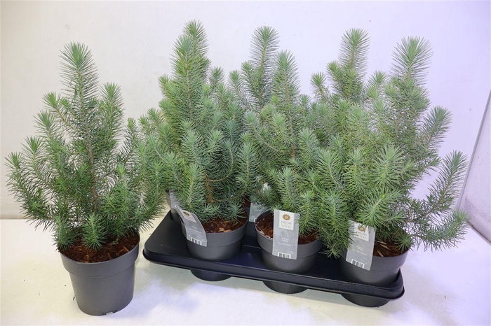<h4>arr8 Pinus Silver Crest</h4>