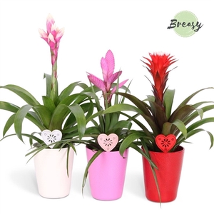 Bromelia Royal Love Florence + heart