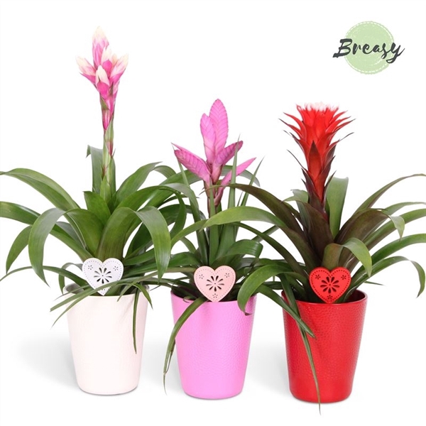 <h4>Bromelia Royal Love Florence + heart</h4>