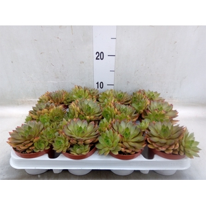 Sempervivum   ...