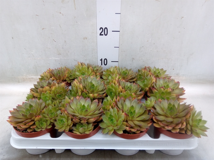 <h4>Sempervivum   ...</h4>