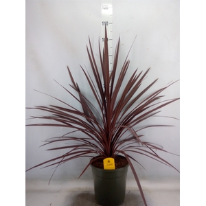 Cordyline austr. 'Red Star'