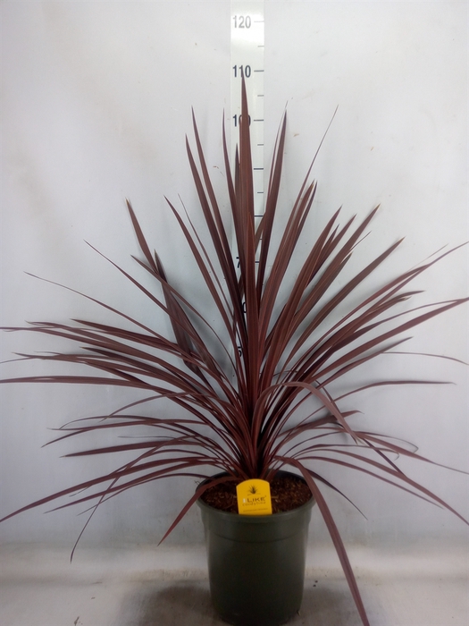 <h4>Cordyline austr. 'Red Star'</h4>
