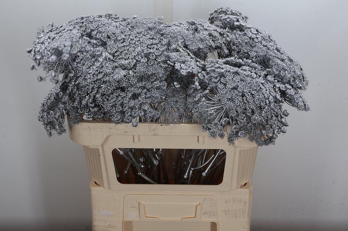 <h4>Ammi Zaad Kl Bh Zilver</h4>