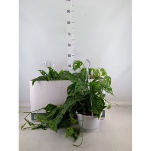 Monstera obliqua 'Leichtlinii'