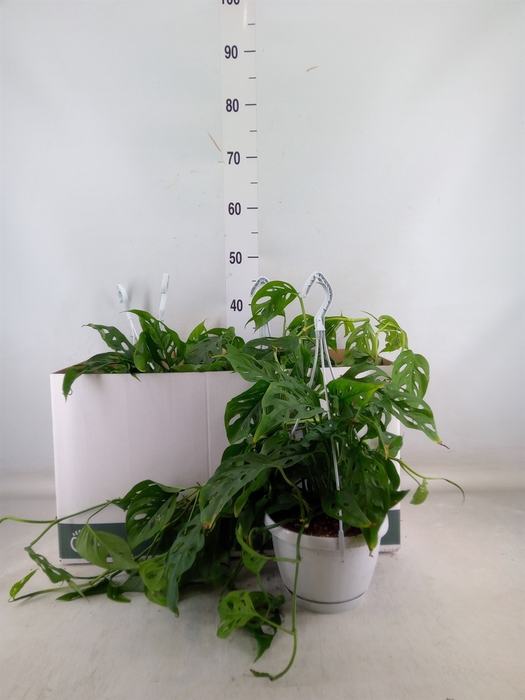 <h4>Monstera obliqua 'Leichtlinii'</h4>