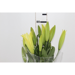 LIRIO YELLOWEEN 080 CM HA 3/5 FLS