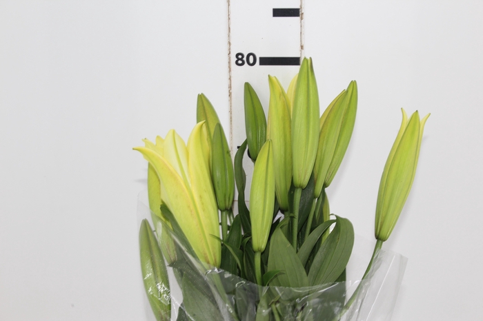 <h4>LIRIO YELLOWEEN 080 CM HA 3/5 FLS</h4>