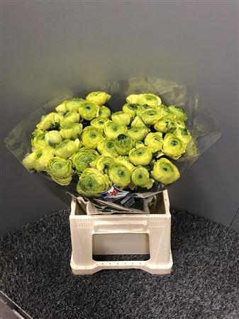 <h4>Ran Clooney Real Jean</h4>