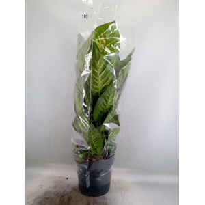 Dieffenbachia seg. 'Reeva'