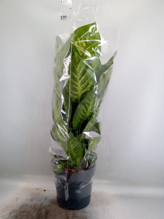 <h4>Dieffenbachia seg. 'Reeva'</h4>