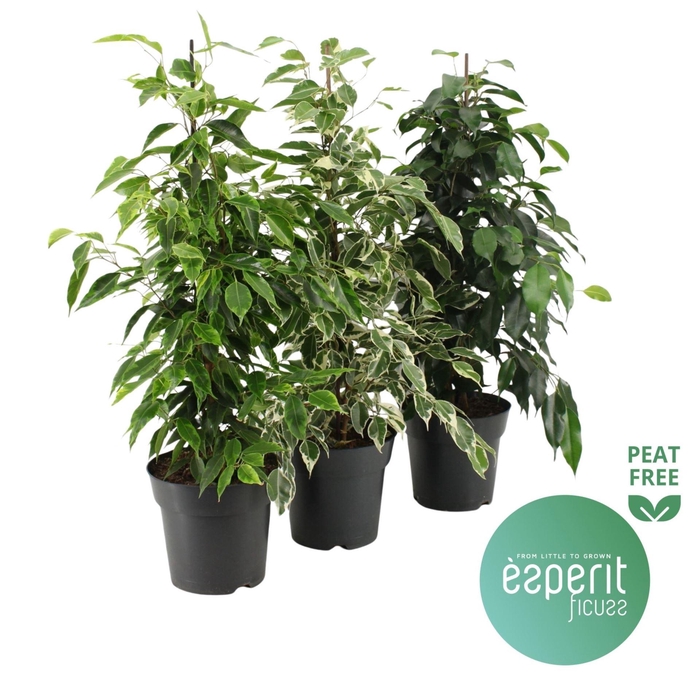 <h4>Ficus benj. gemengd</h4>