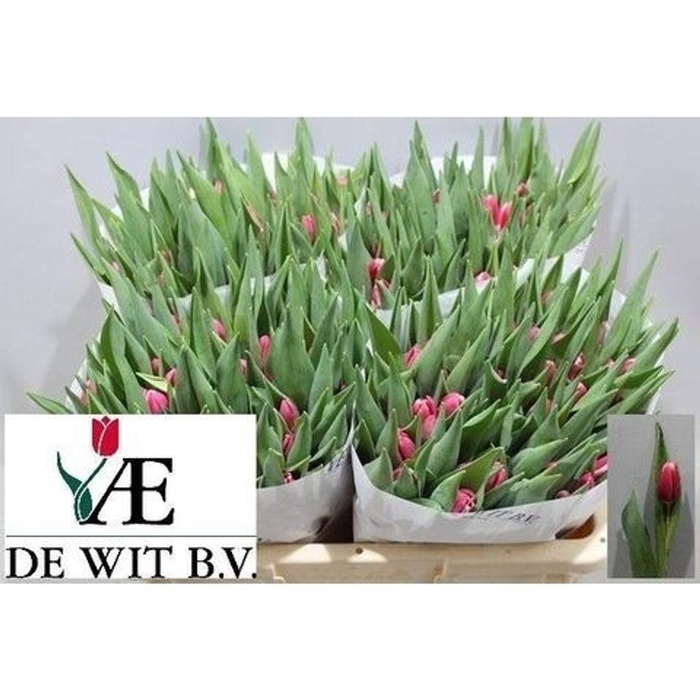 <h4>Tulipa si debutante</h4>